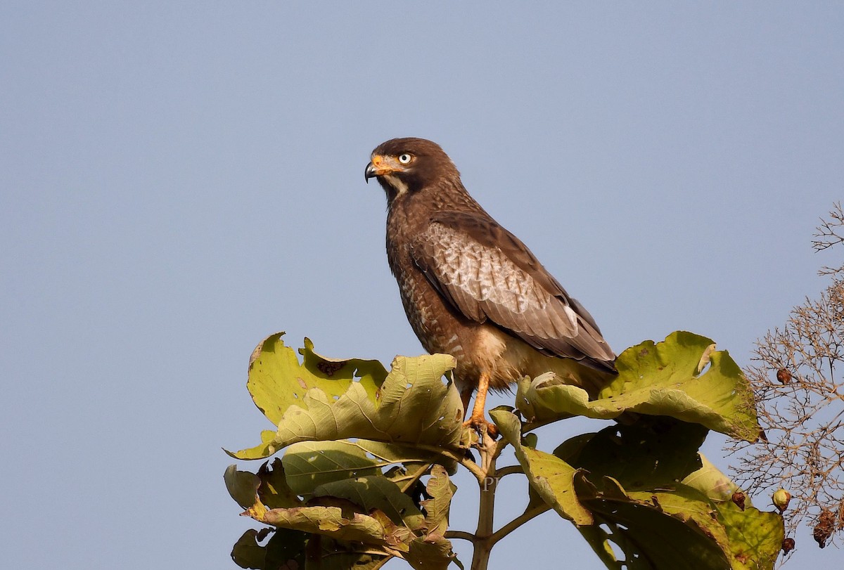 メジロサシバ - ML644134849