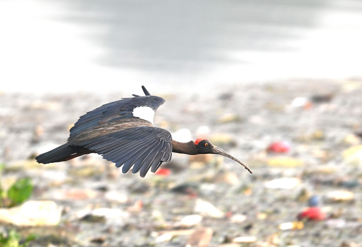 rødvorteibis - ML644134853