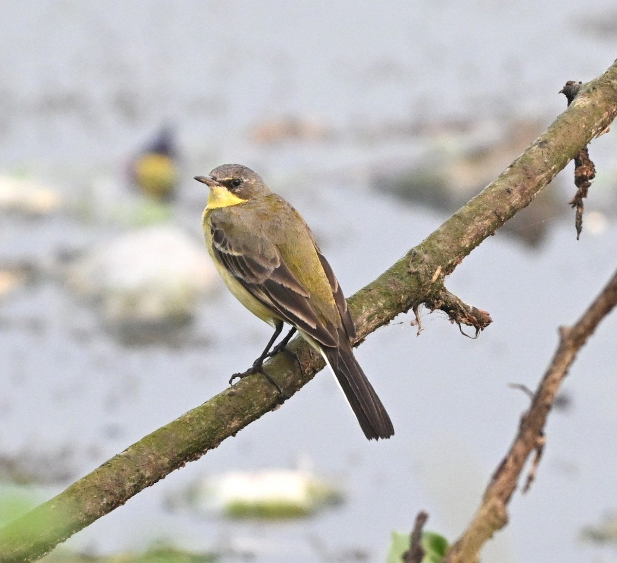 gulerle/østgulerle - ML644134880