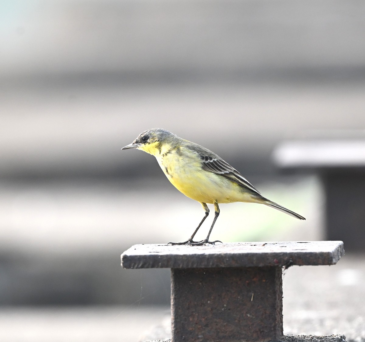 gulerle/østgulerle - ML644134881