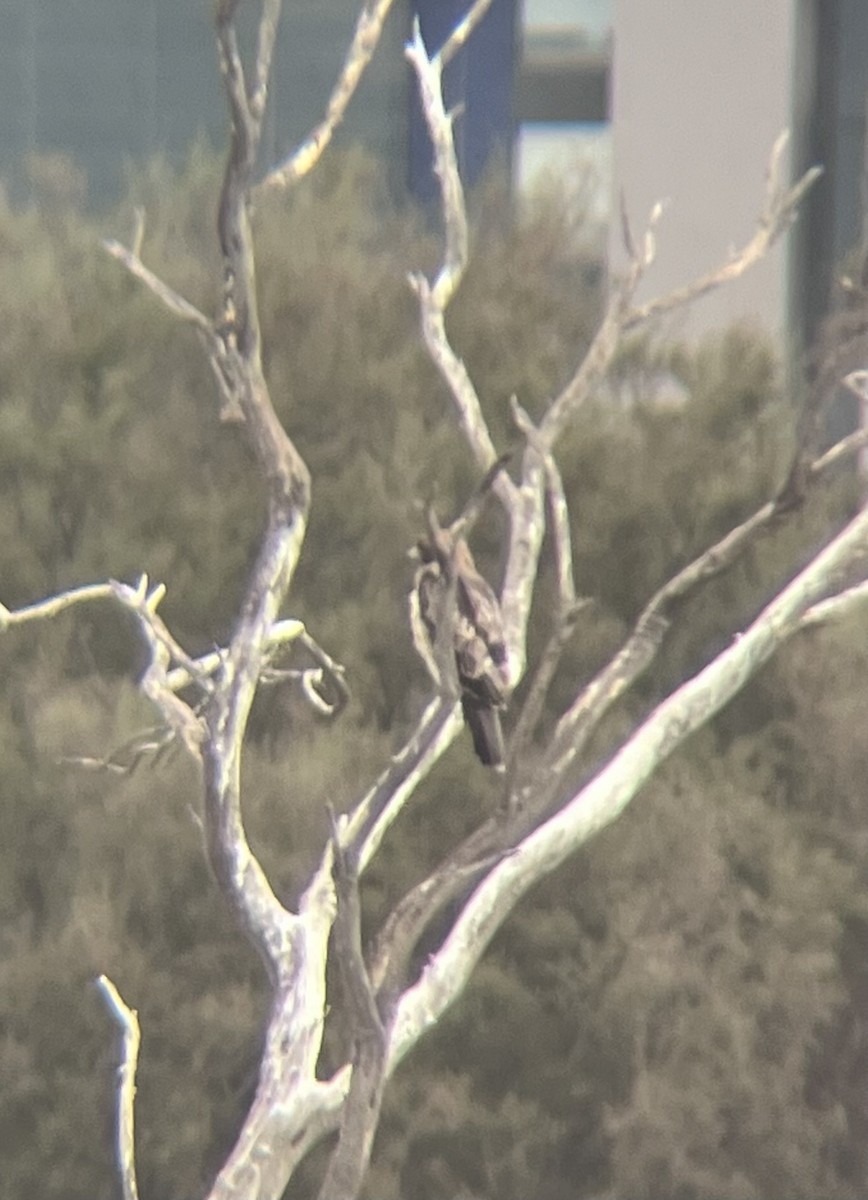 Booted Eagle - ML644134882