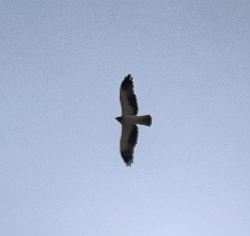 Booted Eagle - ML644134883