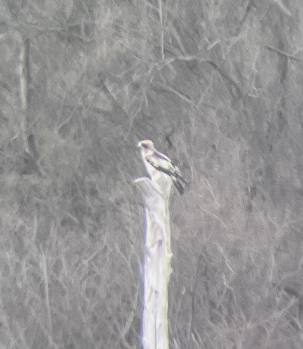 Booted Eagle - ML644134884