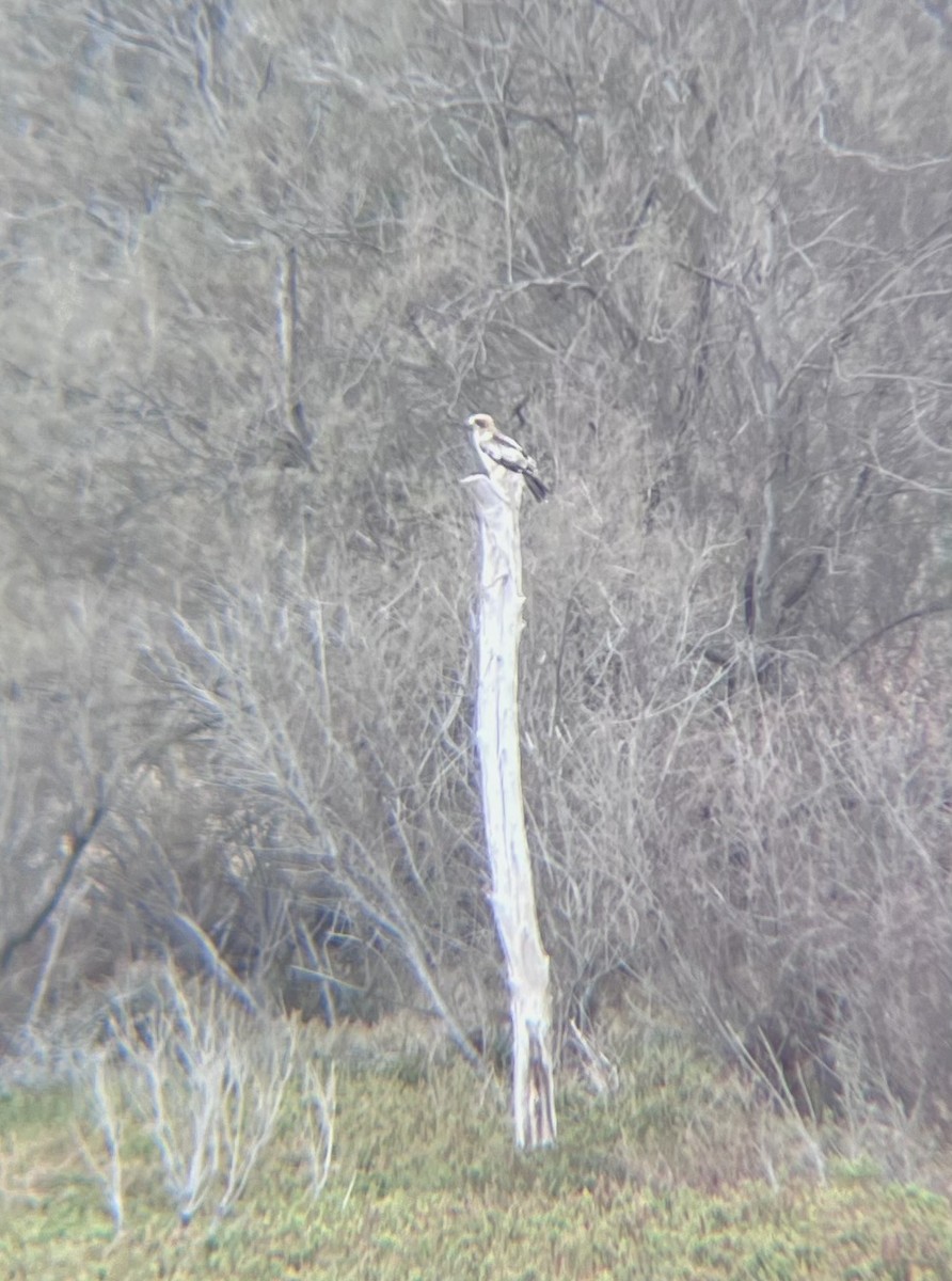 Booted Eagle - ML644134885