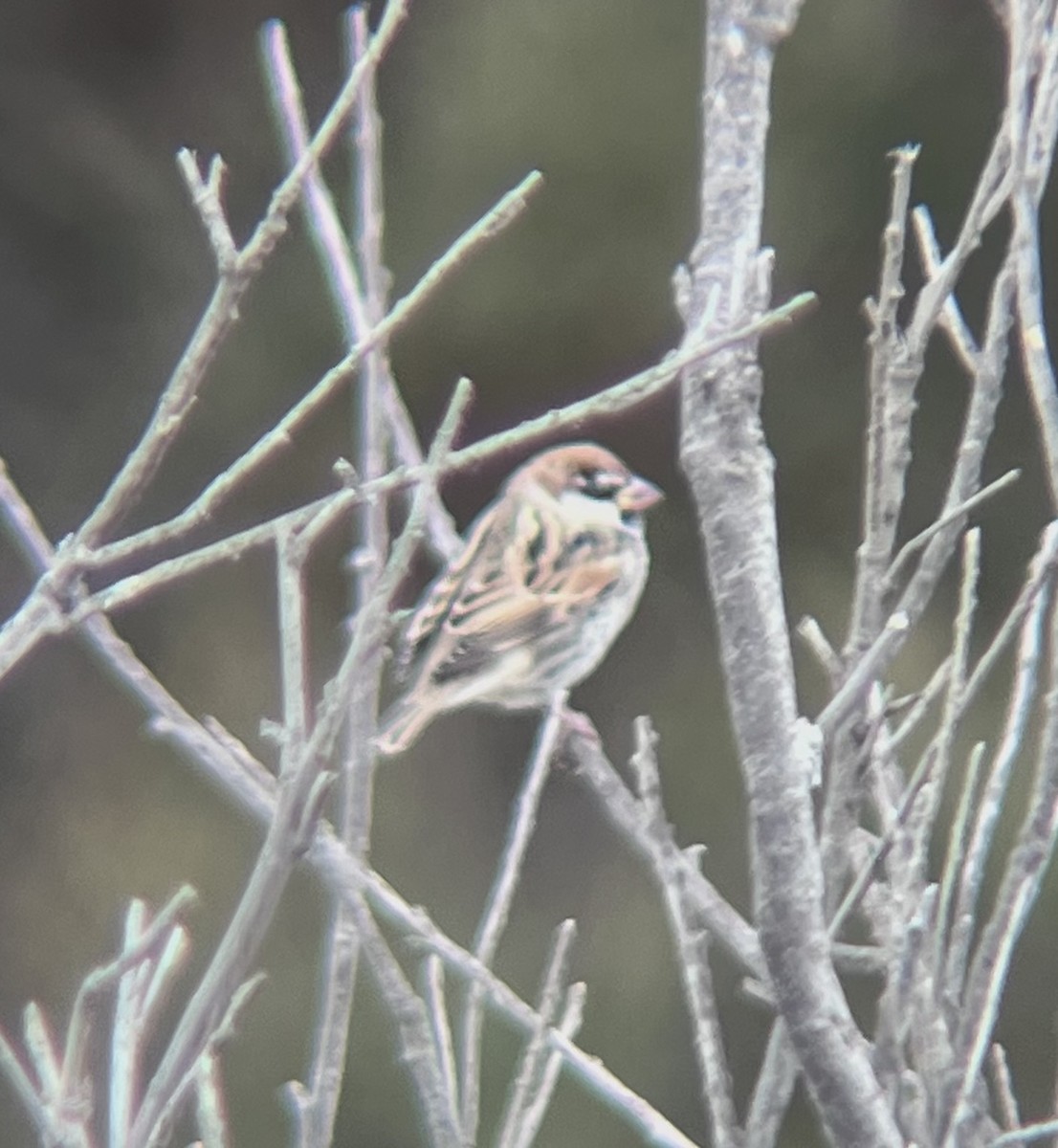 Spanish Sparrow - ML644134894