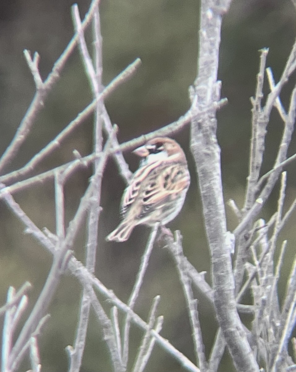 Spanish Sparrow - ML644134895