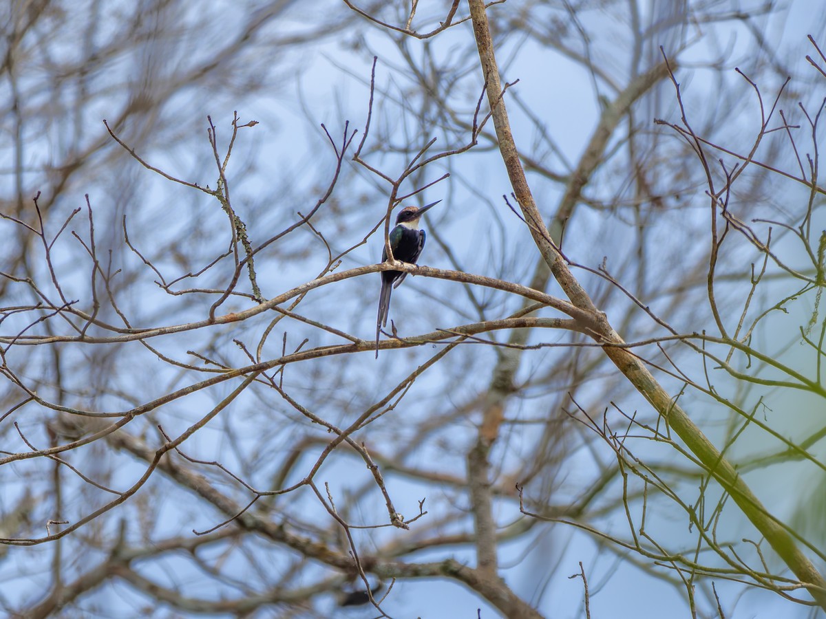 Paradise Jacamar - ML644134909