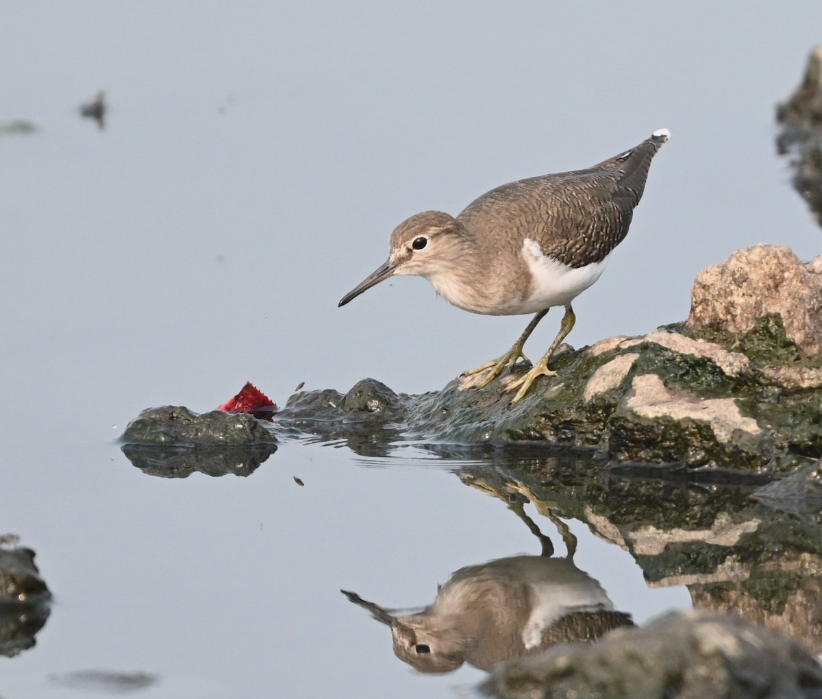 strandsnipe - ML644134911