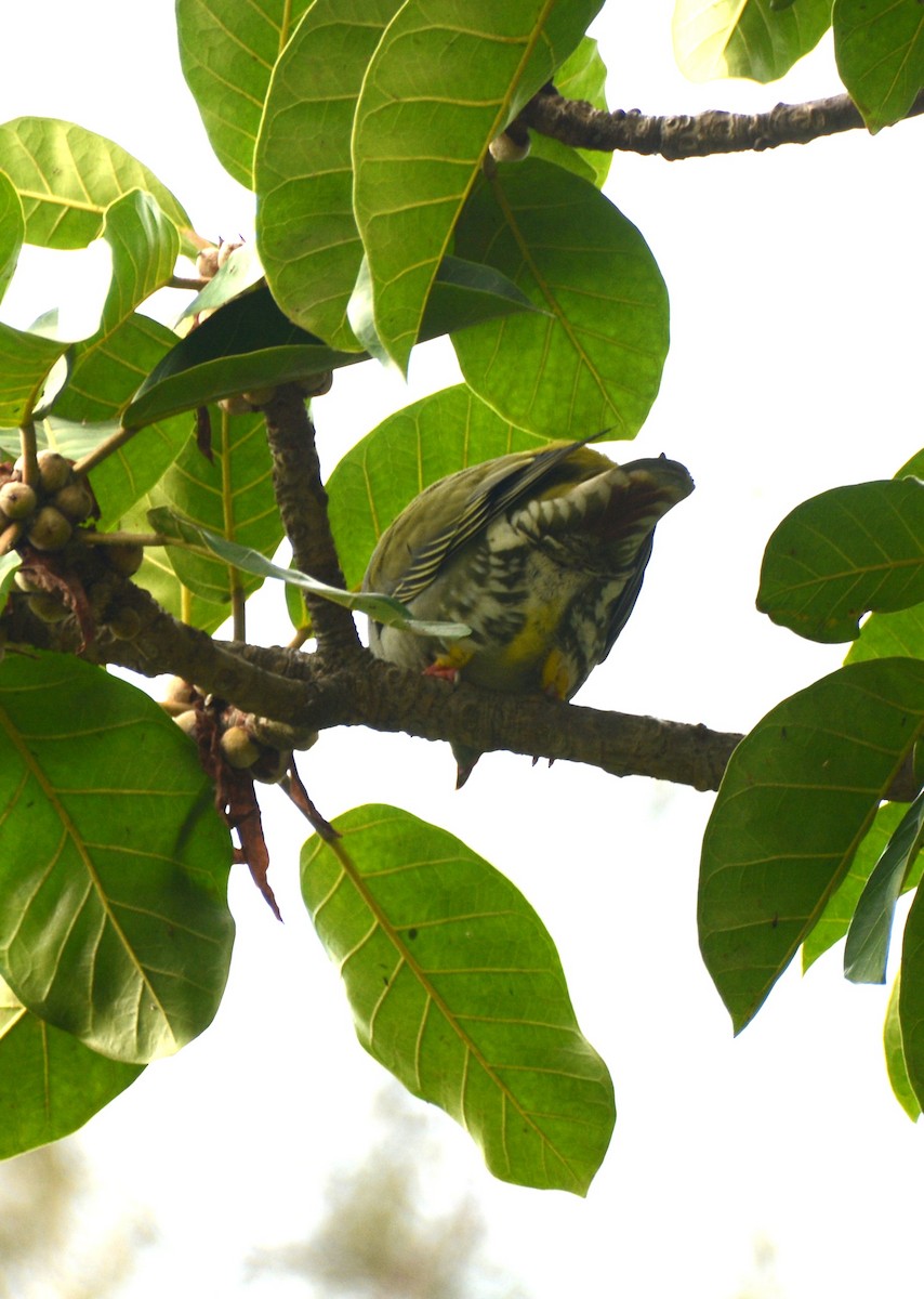 African Green-Pigeon - ML644134921
