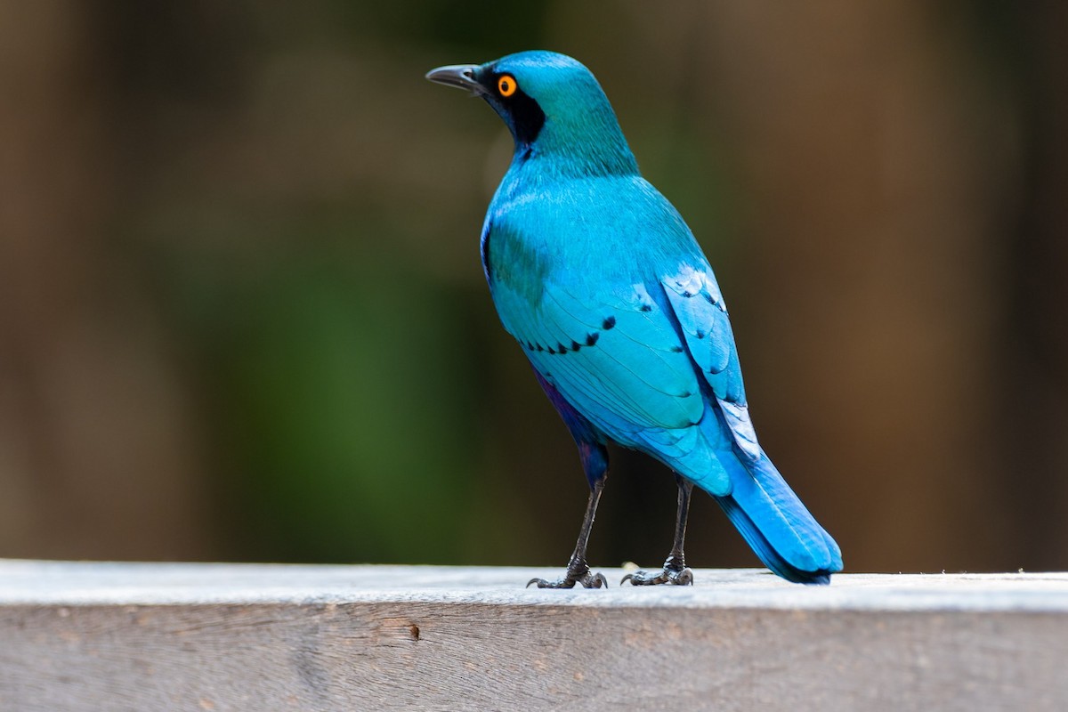 Greater Blue-eared Starling - ML644134922