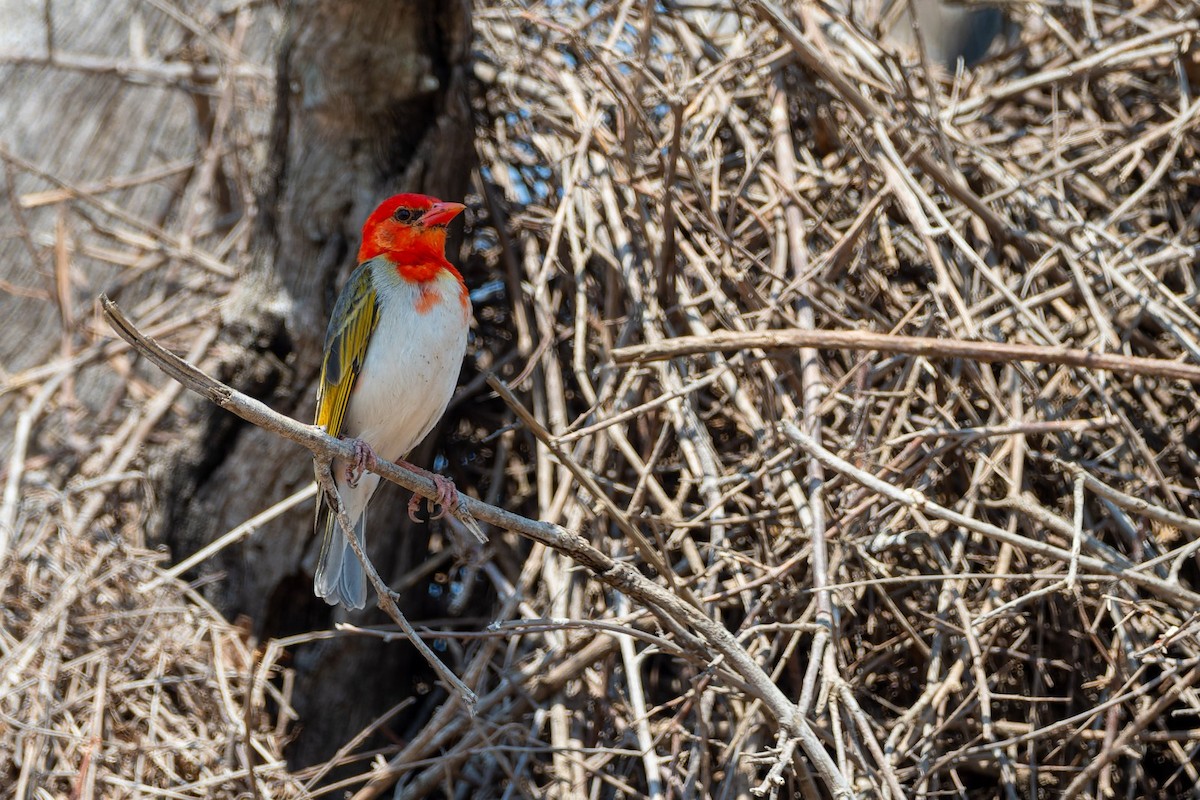 Fırfır Dokumacı (rubriceps) - ML644134937