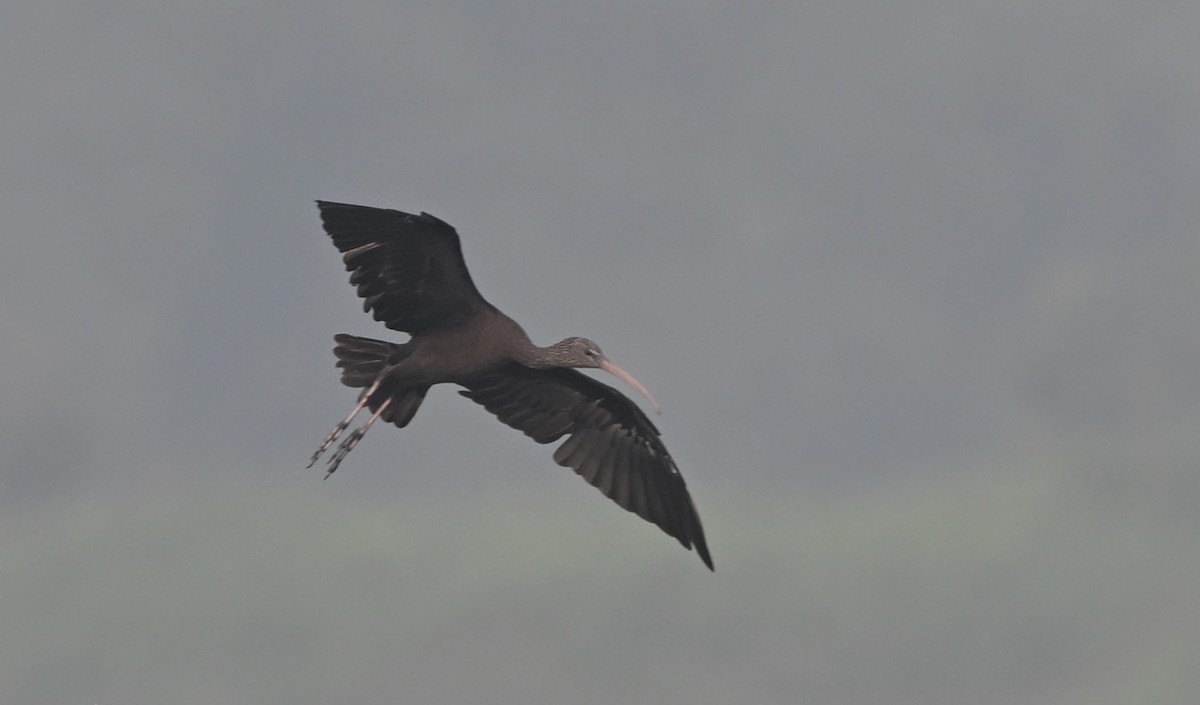 bronseibis - ML644134956