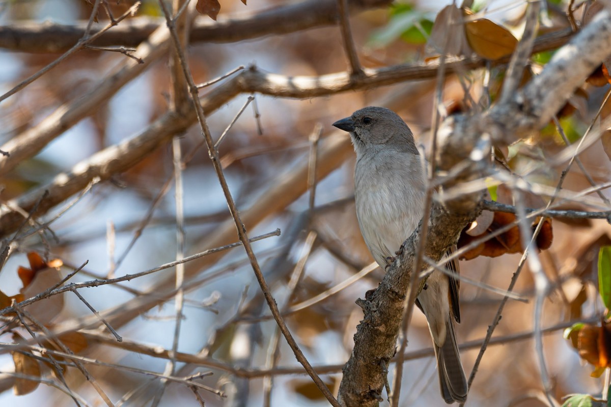 Горобець блідий - ML644134967
