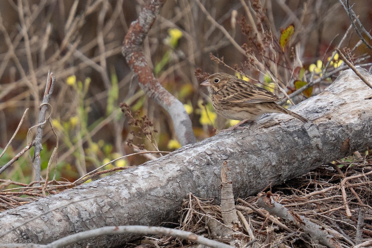 Vesper Sparrow - ML644134968