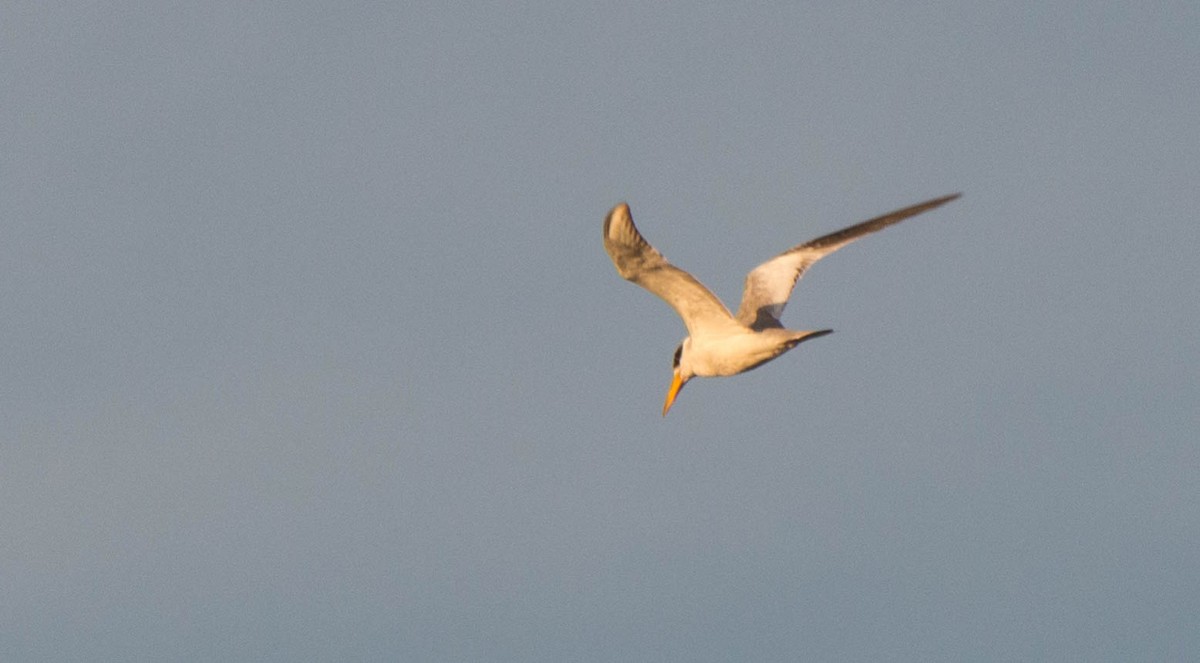 Large-billed Tern - ML644134971