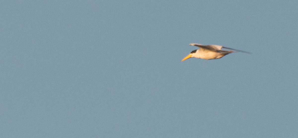 Large-billed Tern - ML644134972