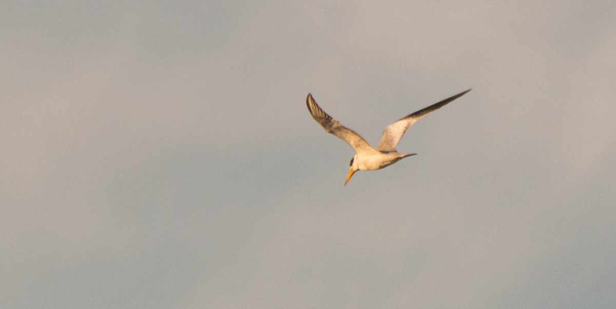Large-billed Tern - ML644134973