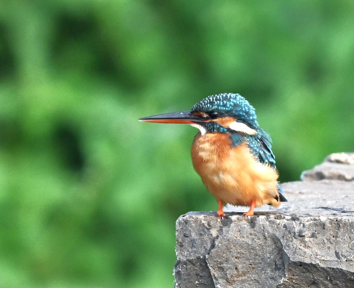 isfugl - ML644134975