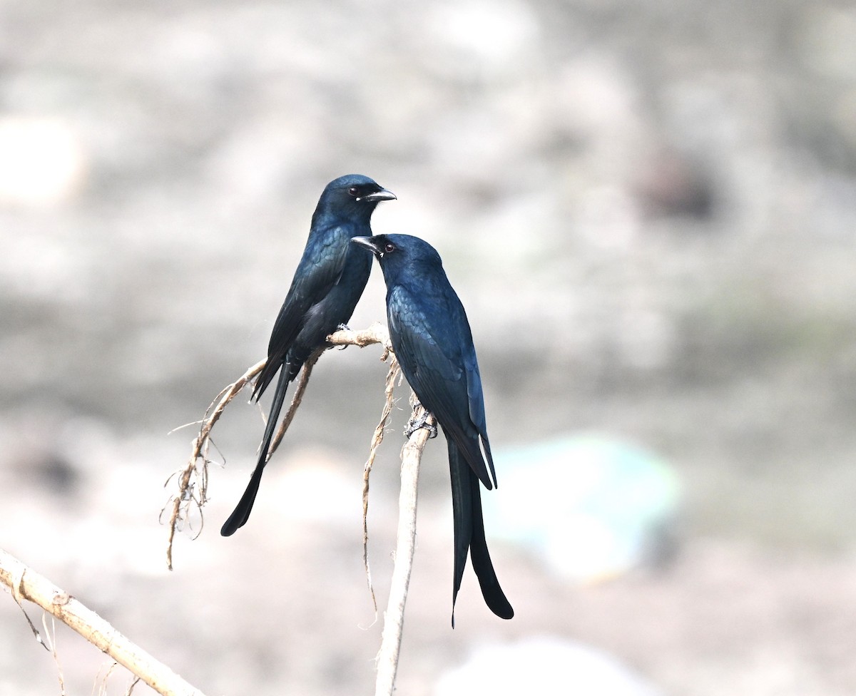 svartdrongo - ML644134981