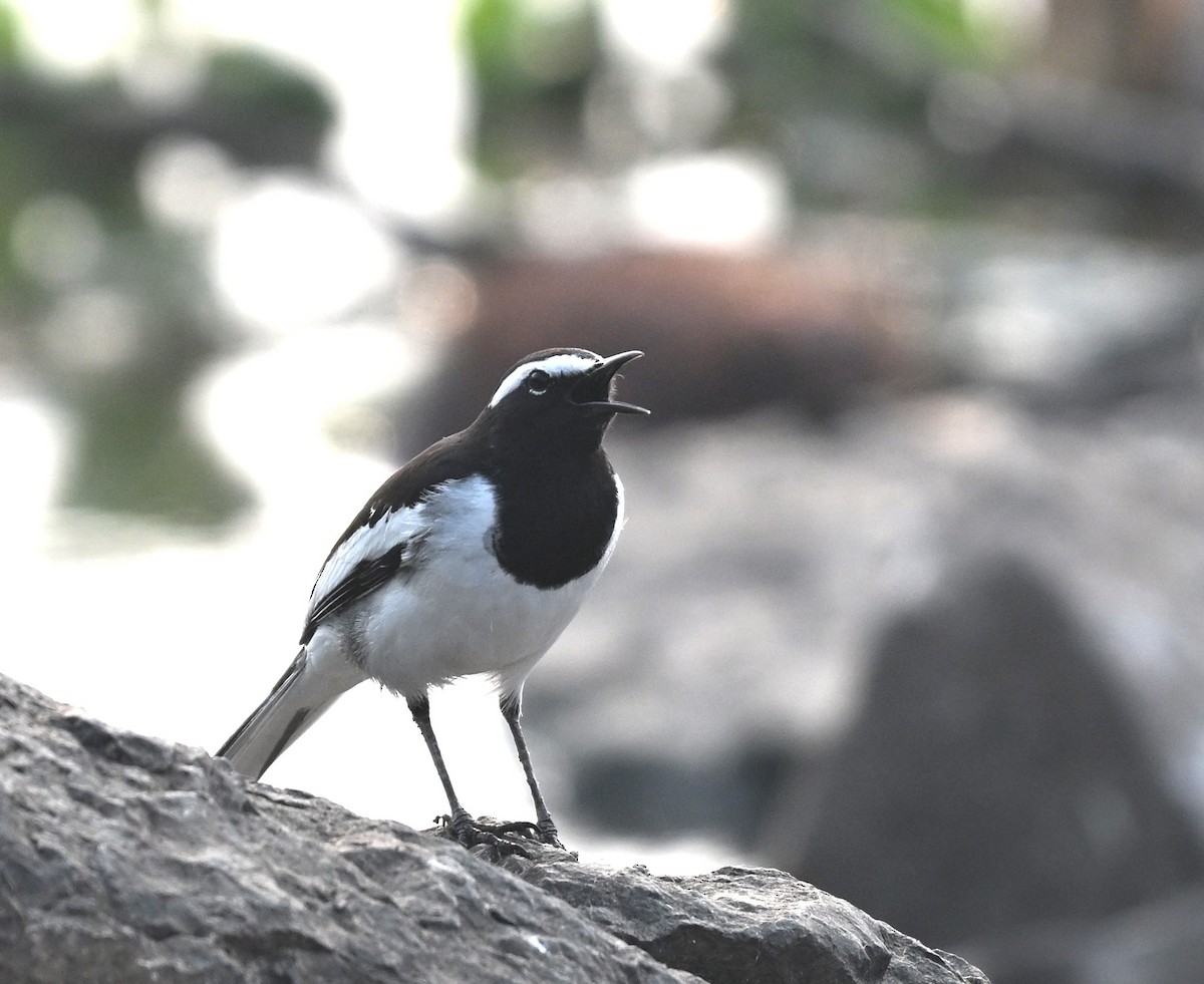 White-browed Wagtail - ML644134994