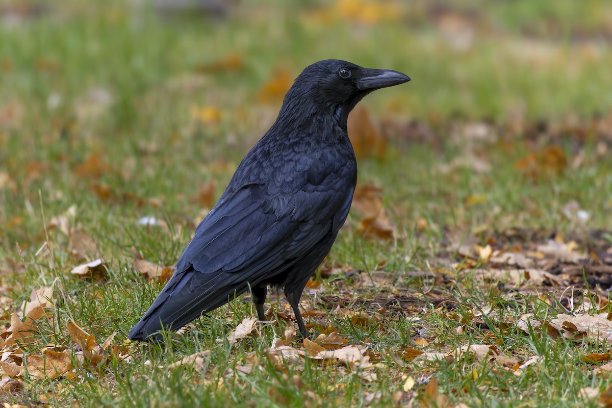 Carrion Crow - ML644135007