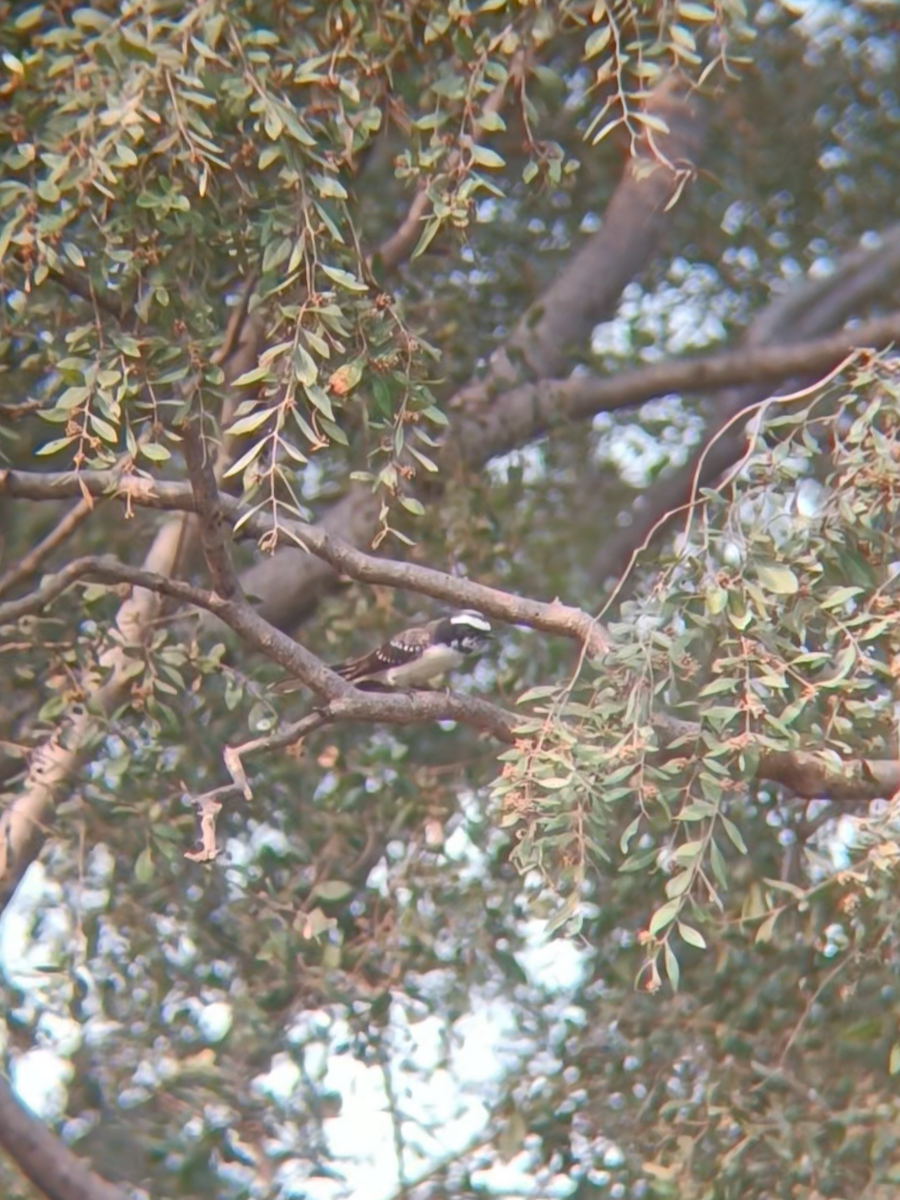 White-browed Fantail - ML644135020