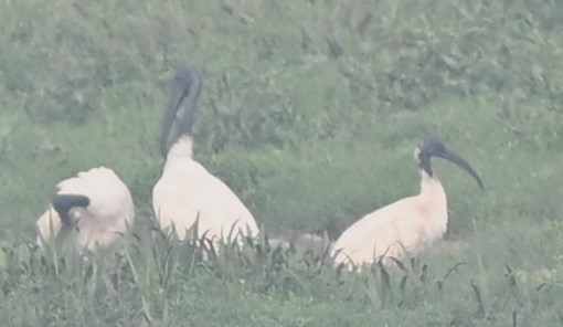 orientibis - ML644135021