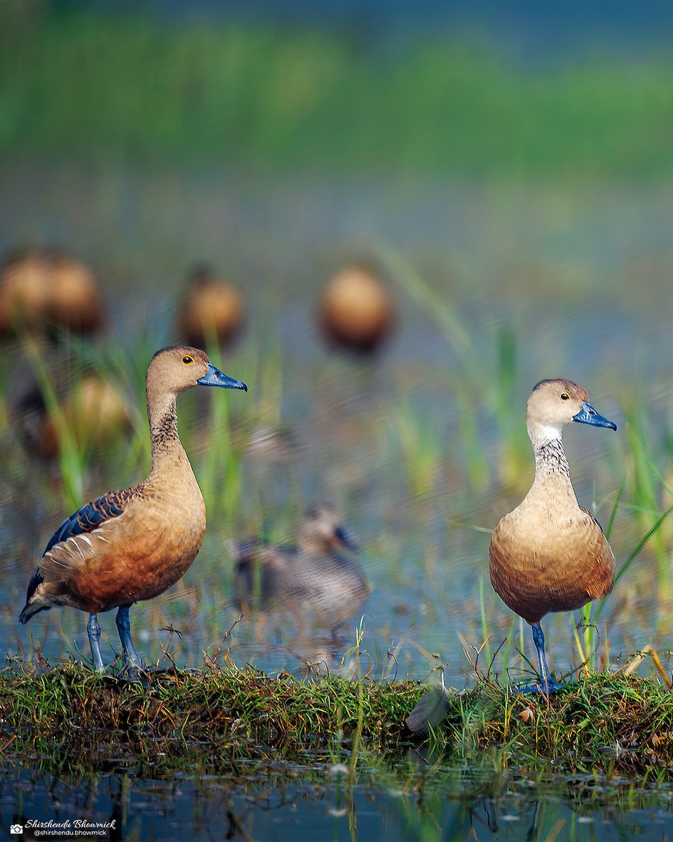 Dendrocygne siffleur - ML644135023