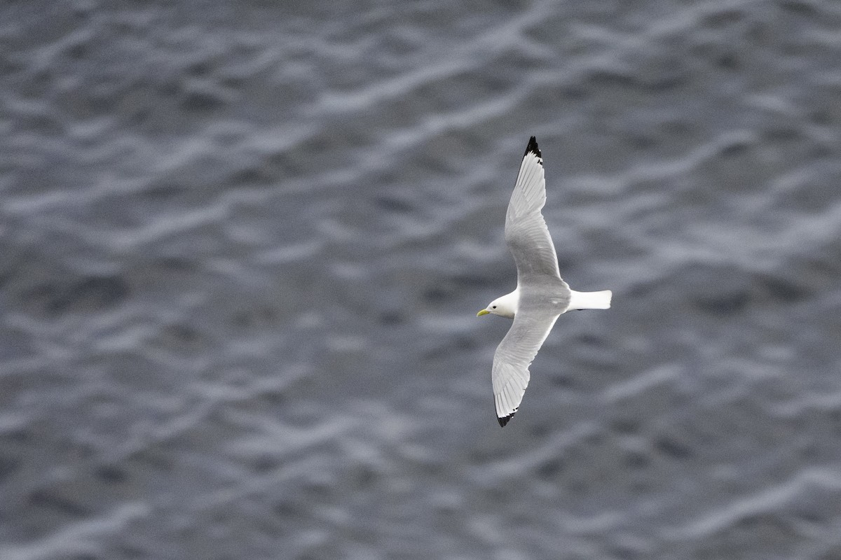 Гурван хуруут цахлай - ML644135035