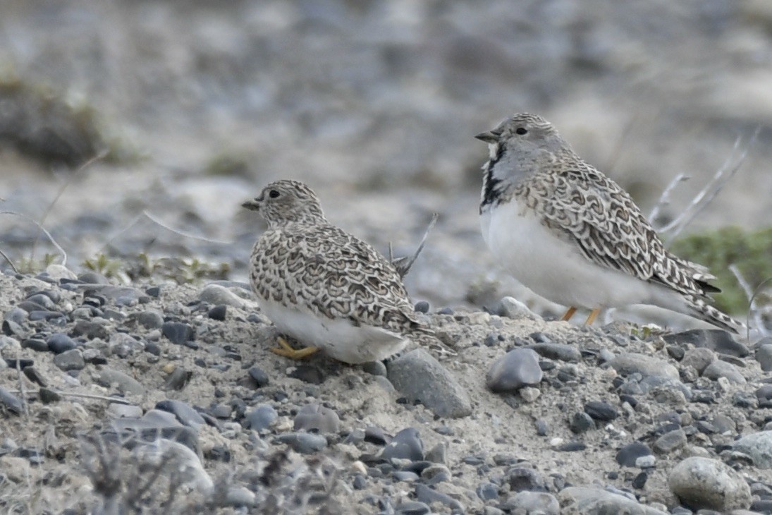 Least Seedsnipe - ML644135041