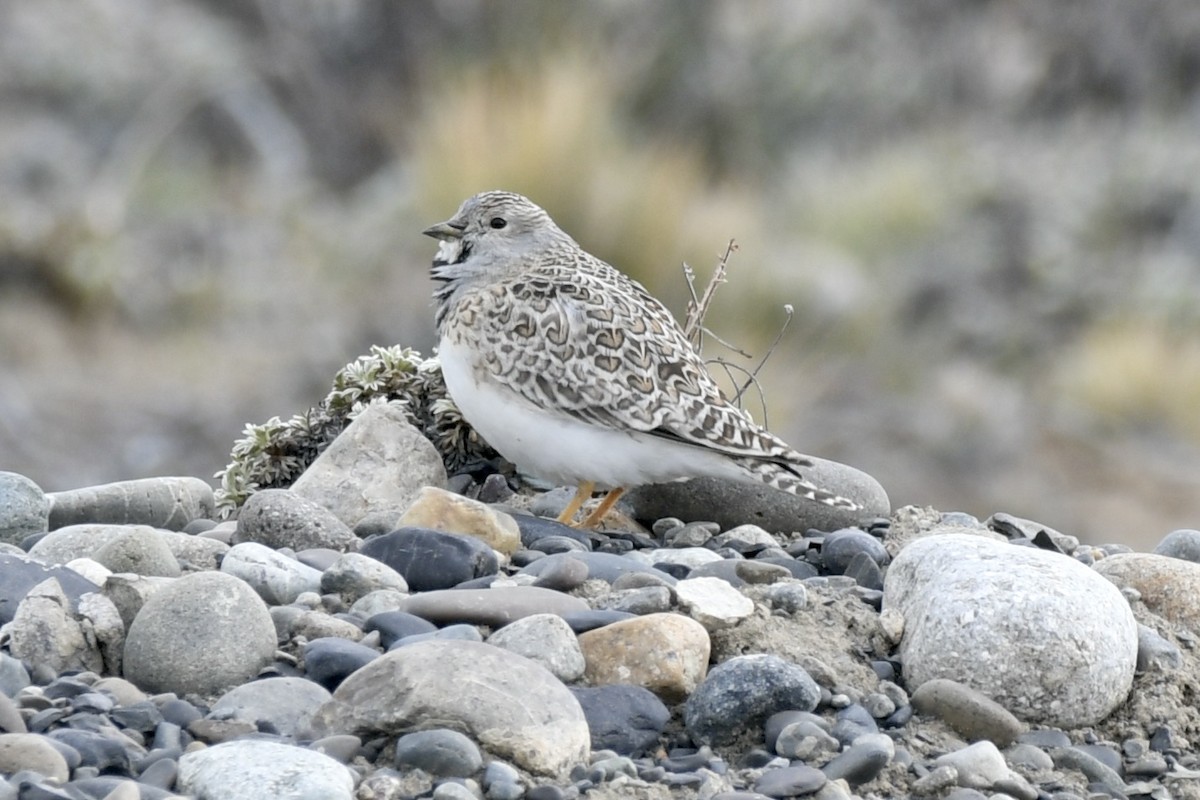Least Seedsnipe - ML644135046