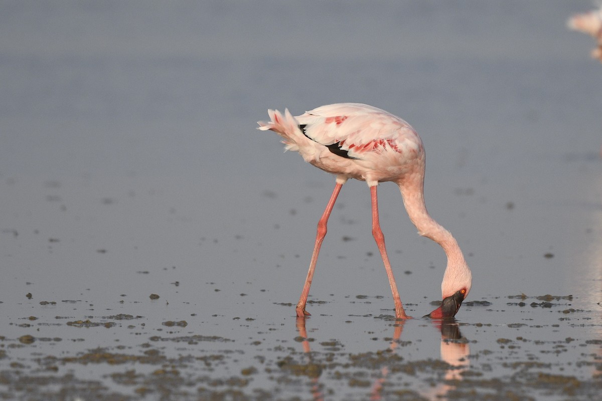 Flamant nain - ML644135050