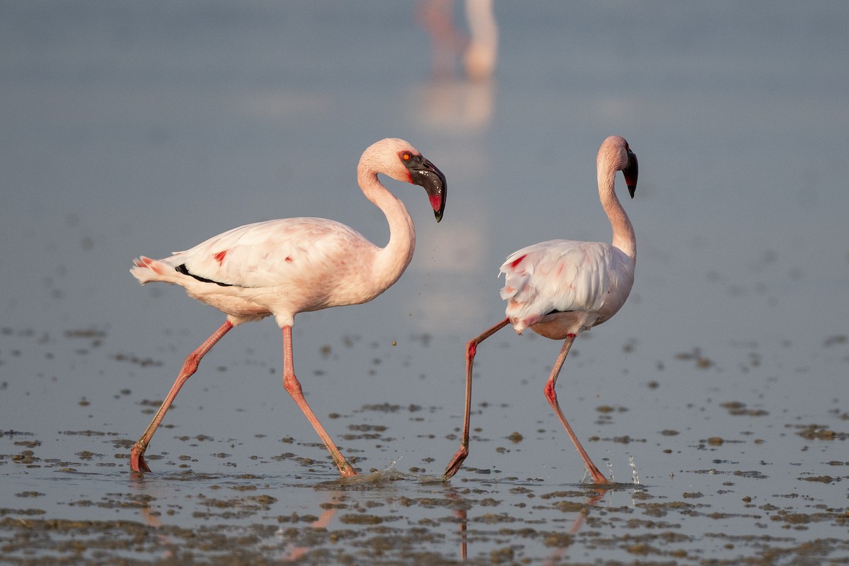 Flamant nain - ML644135051