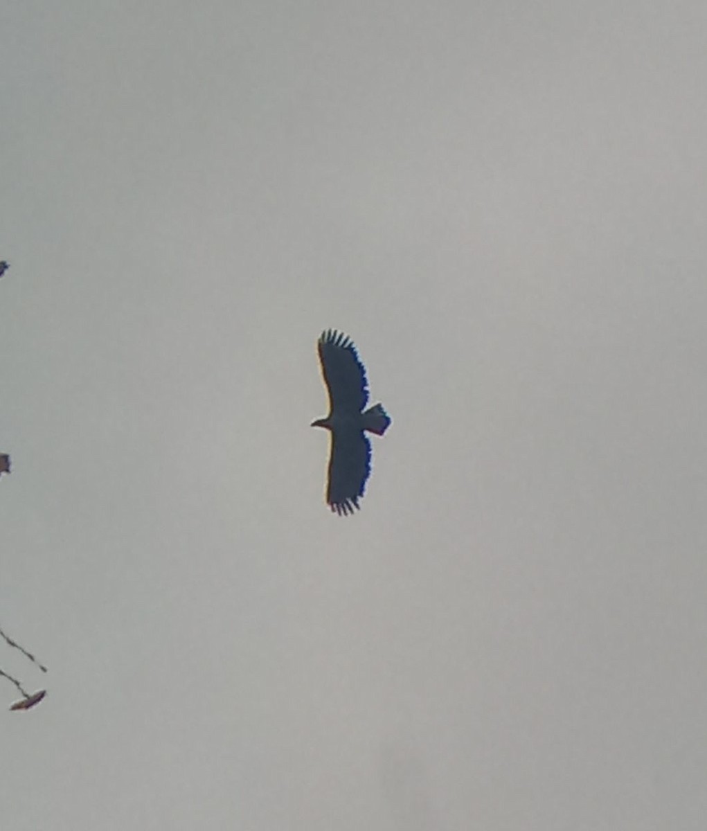 White-tailed Eagle - ML644135054