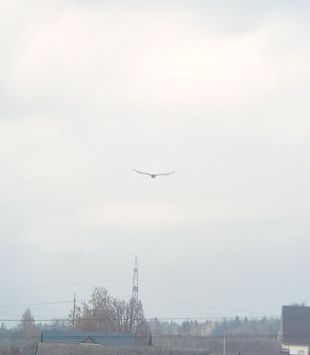 Common Raven - ML644135084