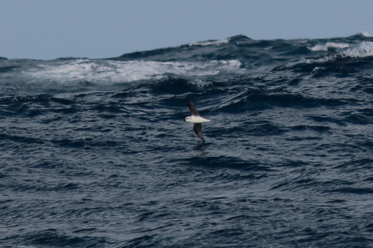 White-headed Petrel - ML644135111
