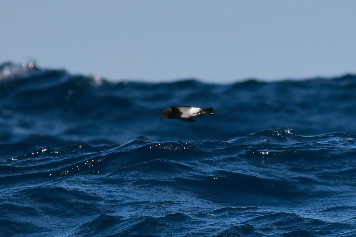 svartbukstormsvale - ML644135120