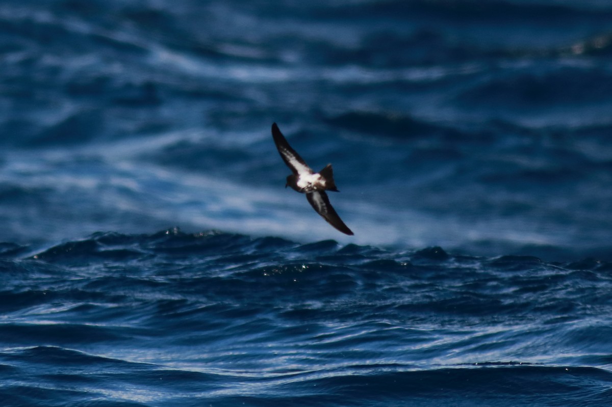 svartbukstormsvale - ML644135121