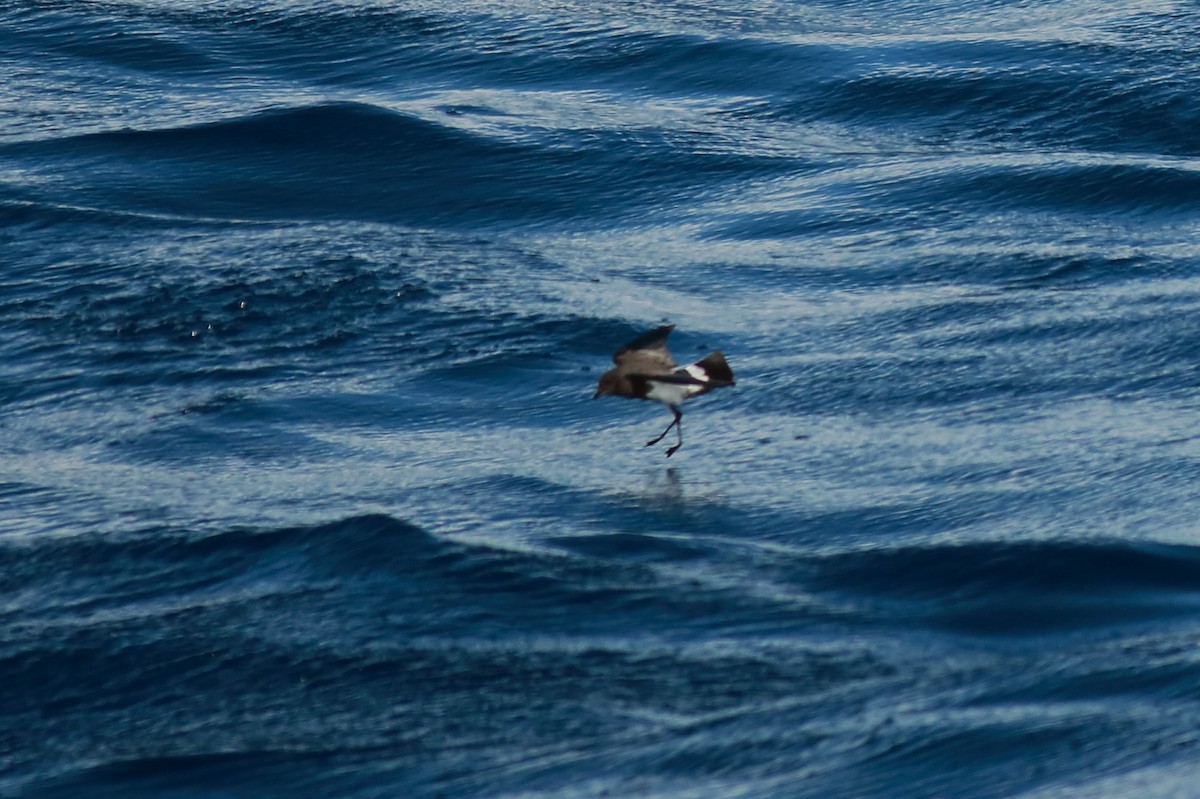 svartbukstormsvale - ML644135122