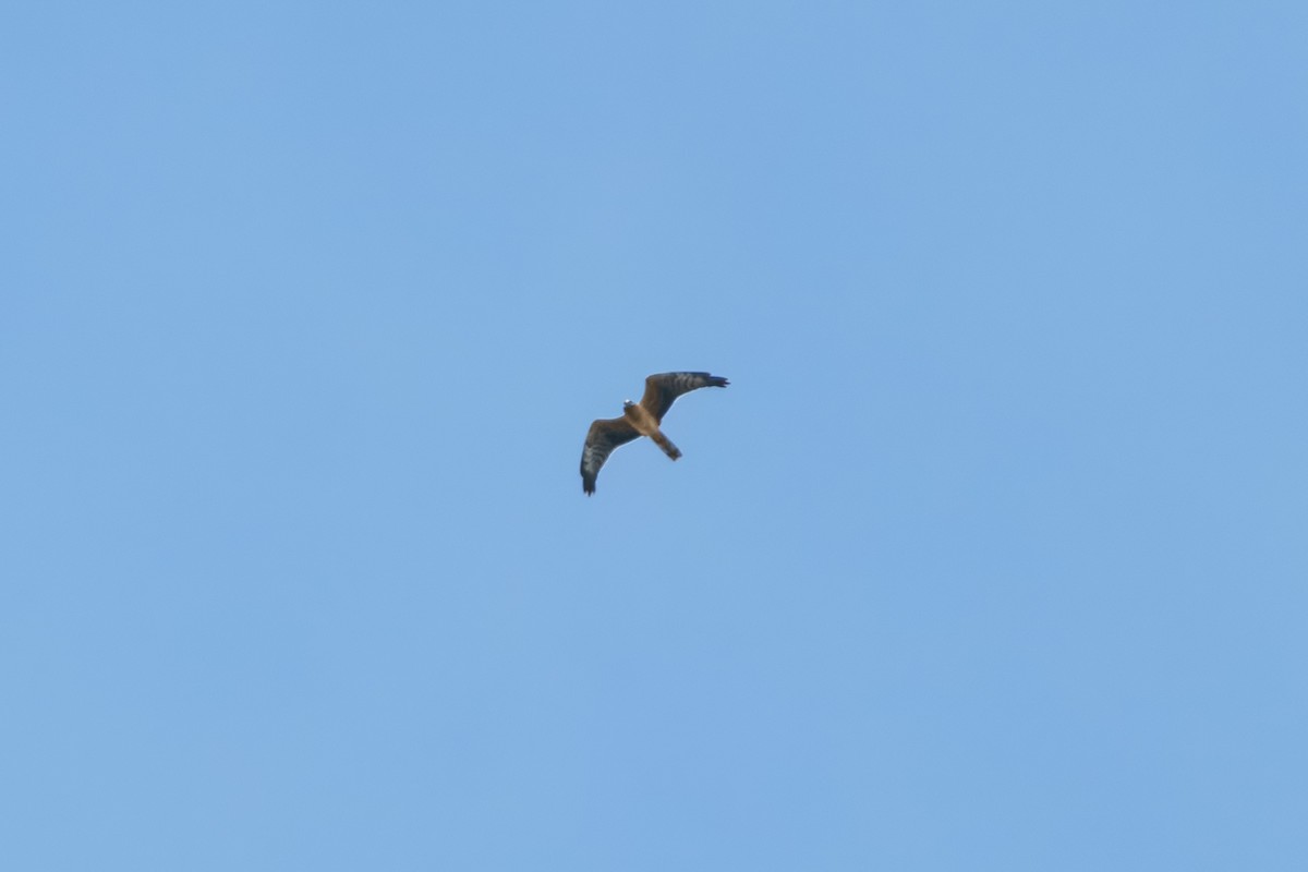 Montagu's Harrier - ML644135124