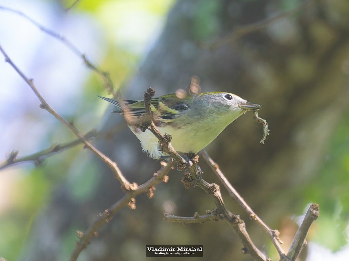Chestnut-sided Warbler - ML644135130