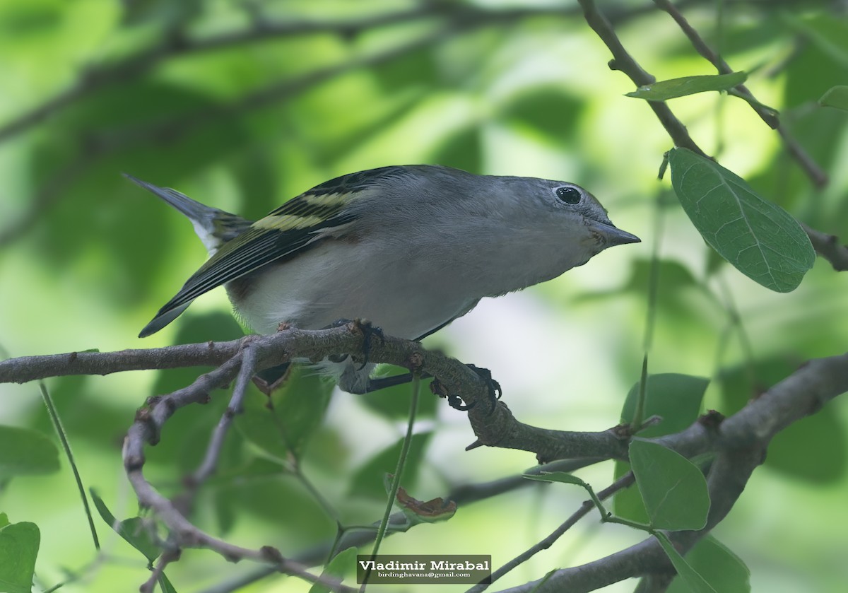Chestnut-sided Warbler - ML644135131