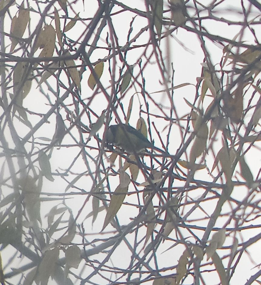 Eurasian Blue Tit - ML644135139