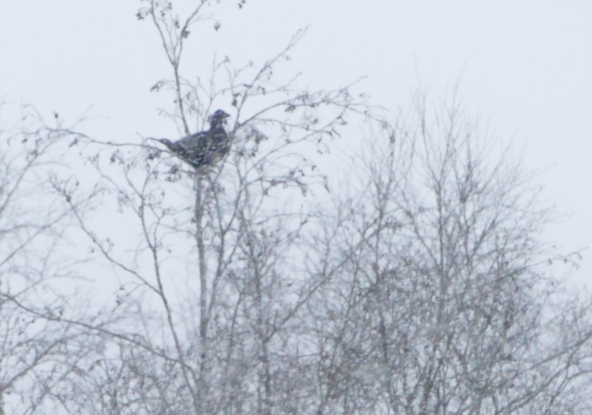 Хар хур - ML644135147