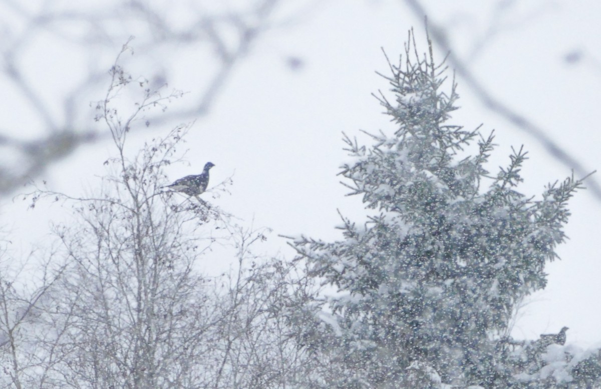 Хар хур - ML644135148