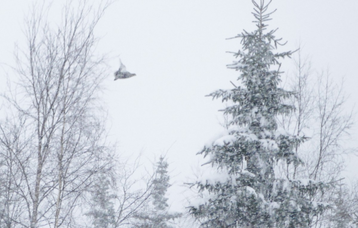 Хар хур - ML644135149