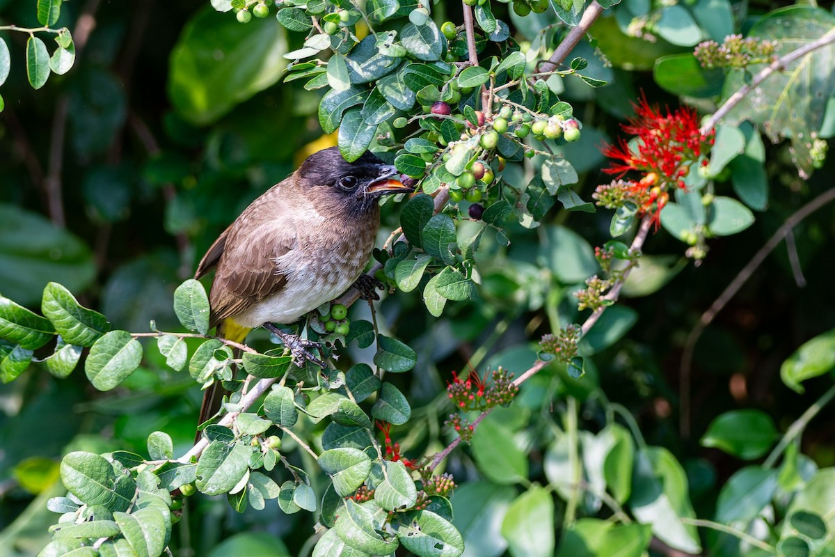 Common Bulbul - ML644135155