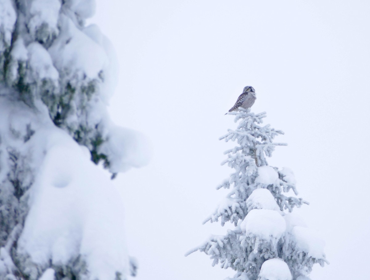 Харсуун ууль - ML644135159