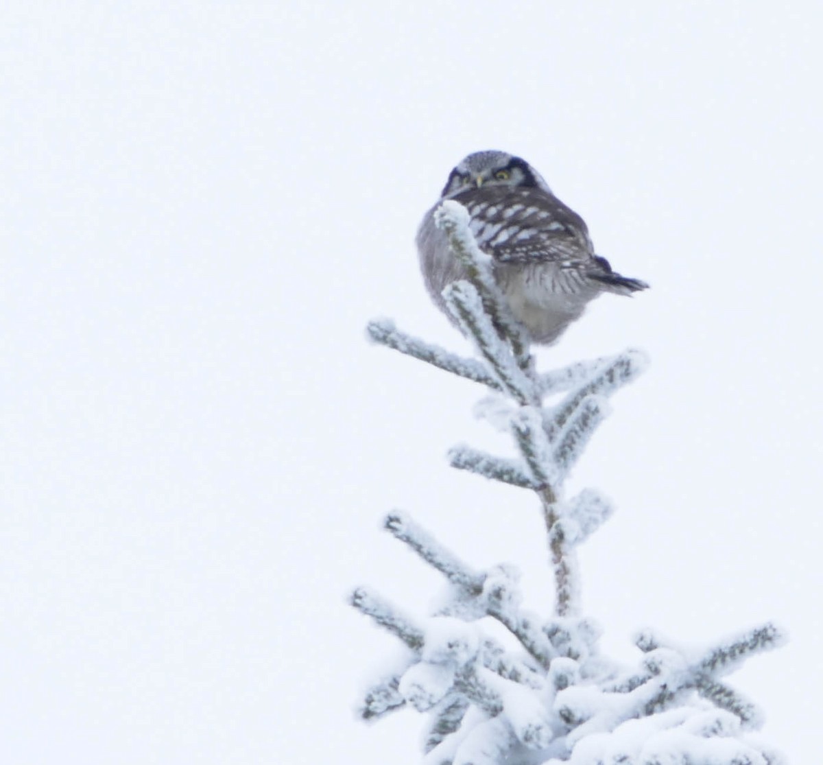 Харсуун ууль - ML644135160