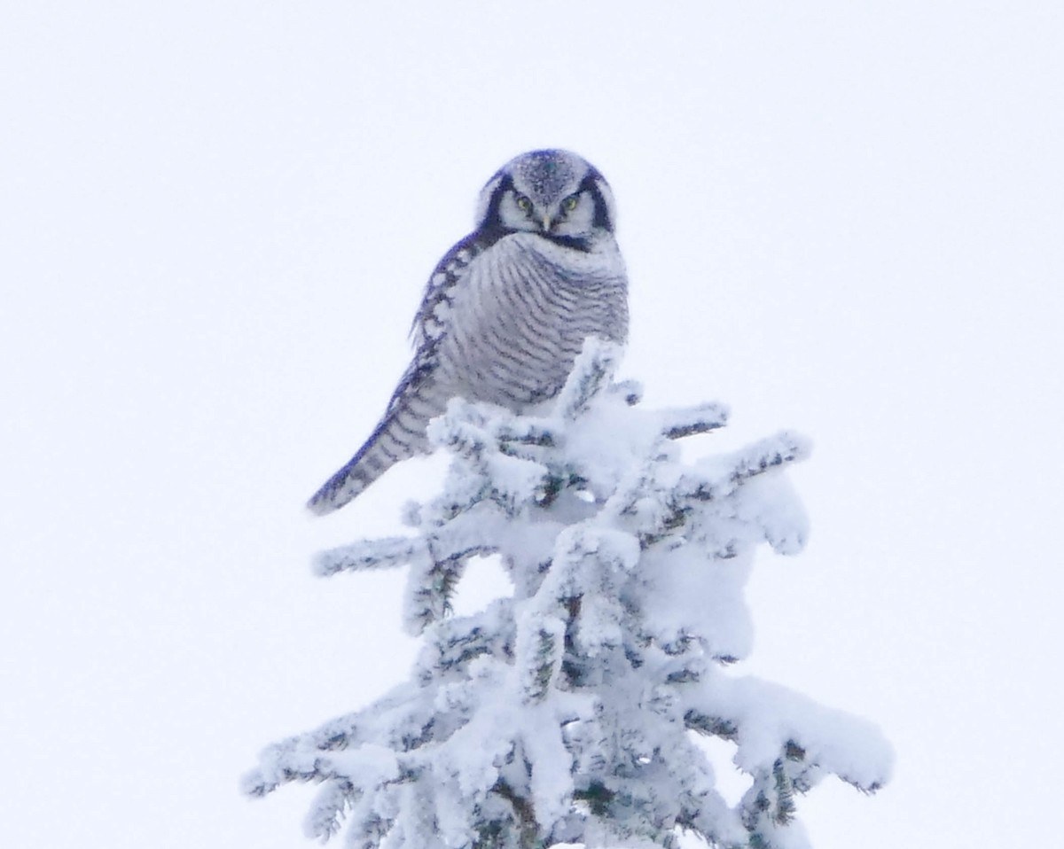 Харсуун ууль - ML644135161